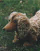 Steiff-Dachshund Waldi